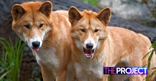 Dingo Populations Have Less Dog Ancestry Than We Thought