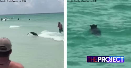 Florida Beachgoers Left Stunned As Black Bear Swims Out Of The Ocean