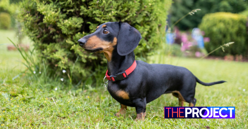 Wiener dog hot sale world