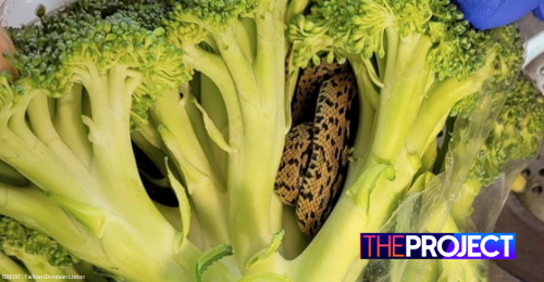Grandfather Shocked To Find Live Snake Inside Bag Of Broccoli