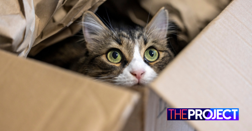 Revealed: Why Do Cats Like Boxes So Much?