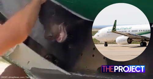 Bear Escapes From Iraqi Plane At Dubai Airport