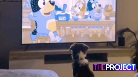 New Theory Emerges About Why Dogs Love Watching Bluey Network Ten