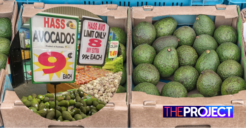 Queenslander Finds Avocado Prices Have Plunged To Just Nine Cents