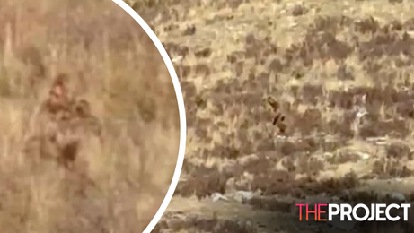 Bigfoot' caught on camera in Colorado mountains, couple claims