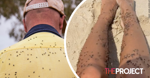 Western Australia Faces Severe Bushfly Plague