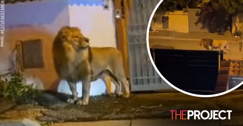 Escaped circus lion captured after prowling the streets of Italian town -  National