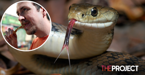Would You Eat Python Meat? Researchers Say It Could Be The Next Big ...