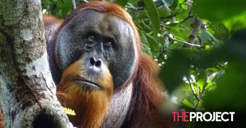 Orangutan Spotted Self-Medicating A Wound In The Wild