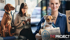 Pet Influencers Calling On Government To Allow Pets To Be Allowed On Public Transport