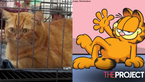 Adorable Ginger Cat Wins Garfield Look-Alike Competition