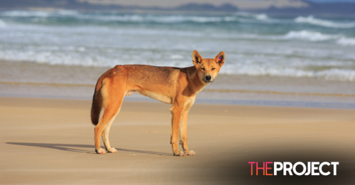 Rangers Search For Dingo After Toddler Attack On K’gari