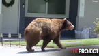 ‘Very Polite’ Bear Breaks Into Multiple Homes, Steals Frozen Chicken
