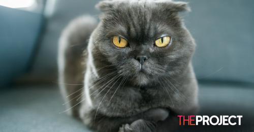 Our Cats Hate Us And Are Plotting Our Downfall, According To New Study 