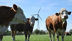 Gassy Cows And Pigs To Face Carbon Tax In Denmark