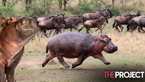 Researchers Discover That While Pigs Can’t Fly, Hippos Really Can