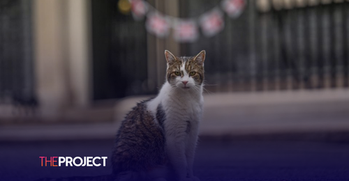 British Officials Have Press Release Drafted For The Eventual Death Of Larry The Cat, Beloved Resident Of Downing Street