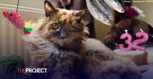 World’s Oldest Cat, Rosie, Dies Aged 33