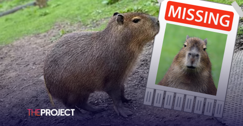 Cinnamon The Capybara Has Escaped From Her Enclosure At Hoo Zoo