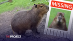 Cinnamon The Capybara Has Escaped From Her Enclosure At Hoo Zoo