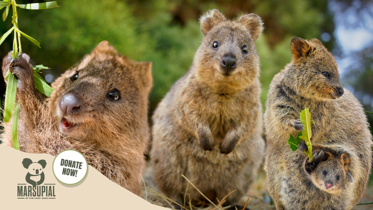 Why The Quokka Needs Your Help