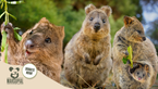 Why The Quokka Needs Your Help