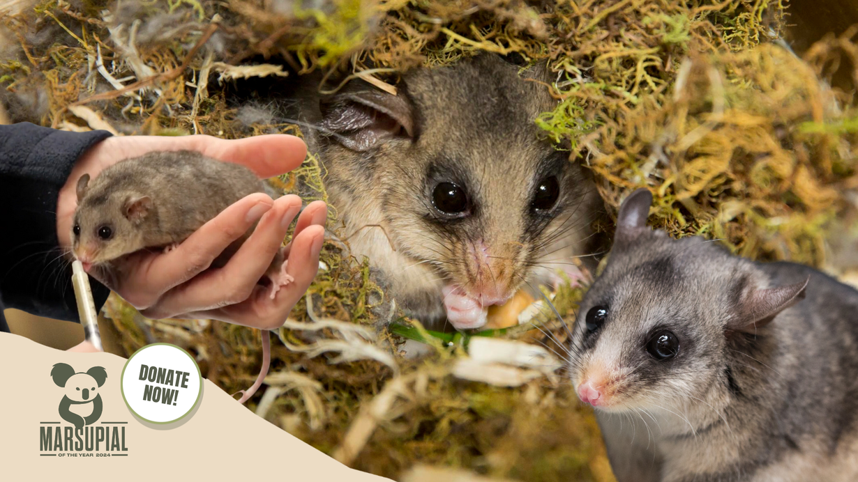 Why The Mountain Pygmy-possum Needs Your Help