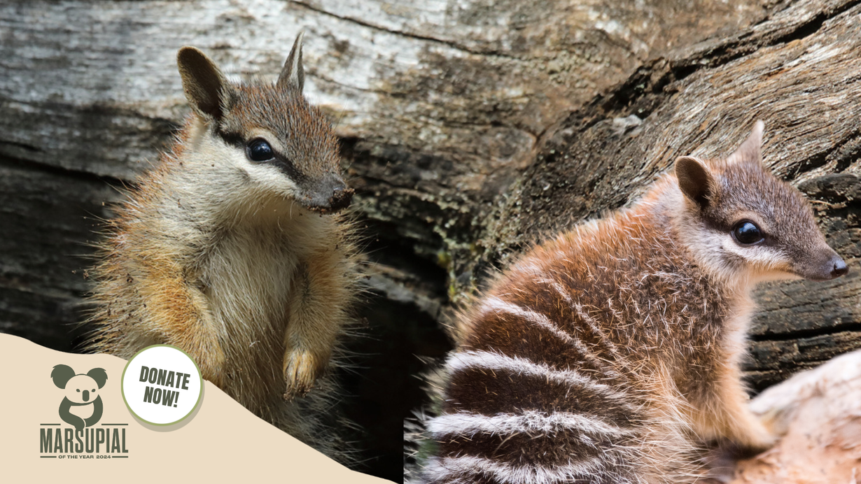 Why The Numbat Needs Your Help