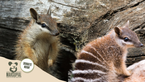 Why The Numbat Needs Your Help