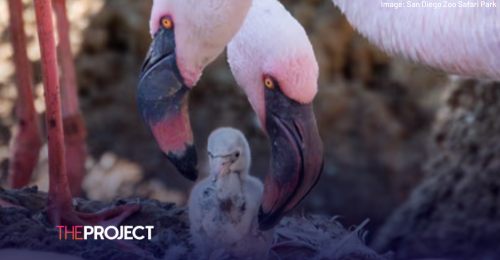 Flamingo Foster Fathers Become Co-Parents To Baby Chick