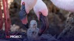 Flamingo Foster Fathers Become Co-Parents To Baby Chick