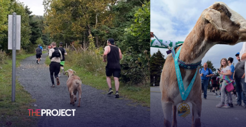 Goat Joins In On A Half-Marathon And Wins A Medal