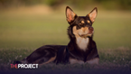 Kelpie Named Most Beautiful Dog In Australia