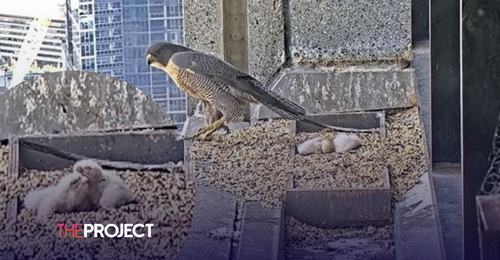 Melbourne’s Famous Peregrine Falcon Chicks Caught Hatching On Livestream