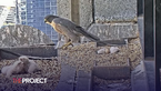 Melbourne’s Famous Peregrine Falcon Chicks Caught Hatching On Livestream