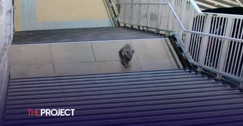 Curious Koala Survives Close Call At Sydney Train Station