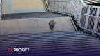 Curious Koala Survives Close Call At Sydney Train Station