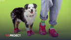 Crocs Dropping New Line Of Pet Footwear