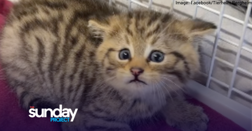 Adorable Seemingly-Abandoned Kitten Turns Out To Be Dangerous Wildcat