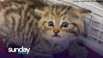 Adorable Seemingly-Abandoned Kitten Turns Out To Be Dangerous Wildcat