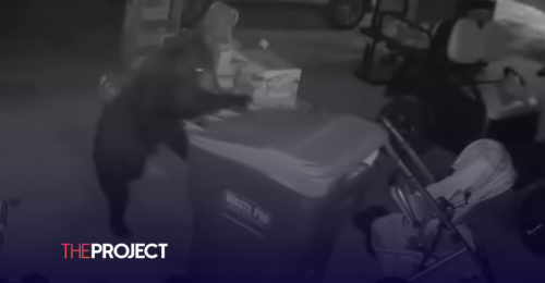 Sneaky Bear Takes Out The Rubbish Like A Human