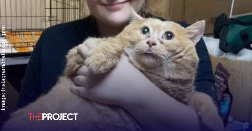 'World's Fattest' Cat Dies Weeks After Undertaking Weight Loss Journey