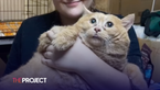 'World's Fattest' Cat Dies Weeks After Undertaking Weight Loss Journey