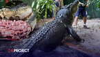 World’s Largest Captive Crocodile, Cassius, Has Died