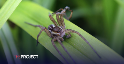 UK Zoo Celebrates Release Of Thousands Of ‘Giant Spiders’