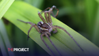 UK Zoo Celebrates Release Of Thousands Of ‘Giant Spiders’