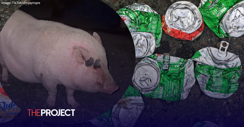 Strawberry The Pig Gets Hammered On Owner’s Beer Stash