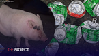 Strawberry The Pig Gets Hammered On Owner’s Beer Stash