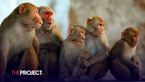 More Than 40 Monkeys Escape Research Facility In South Carolina