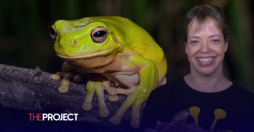 Aussies Called On To Count Frogs